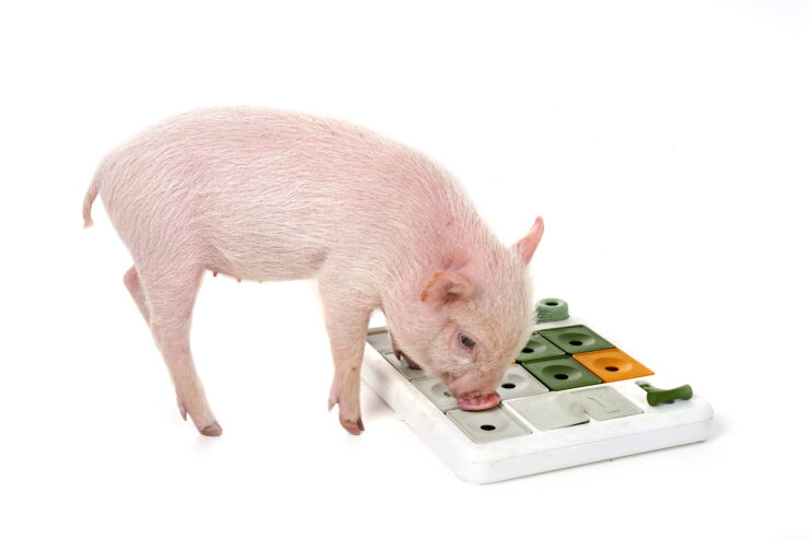 Cuanto pesa un cochinillo
