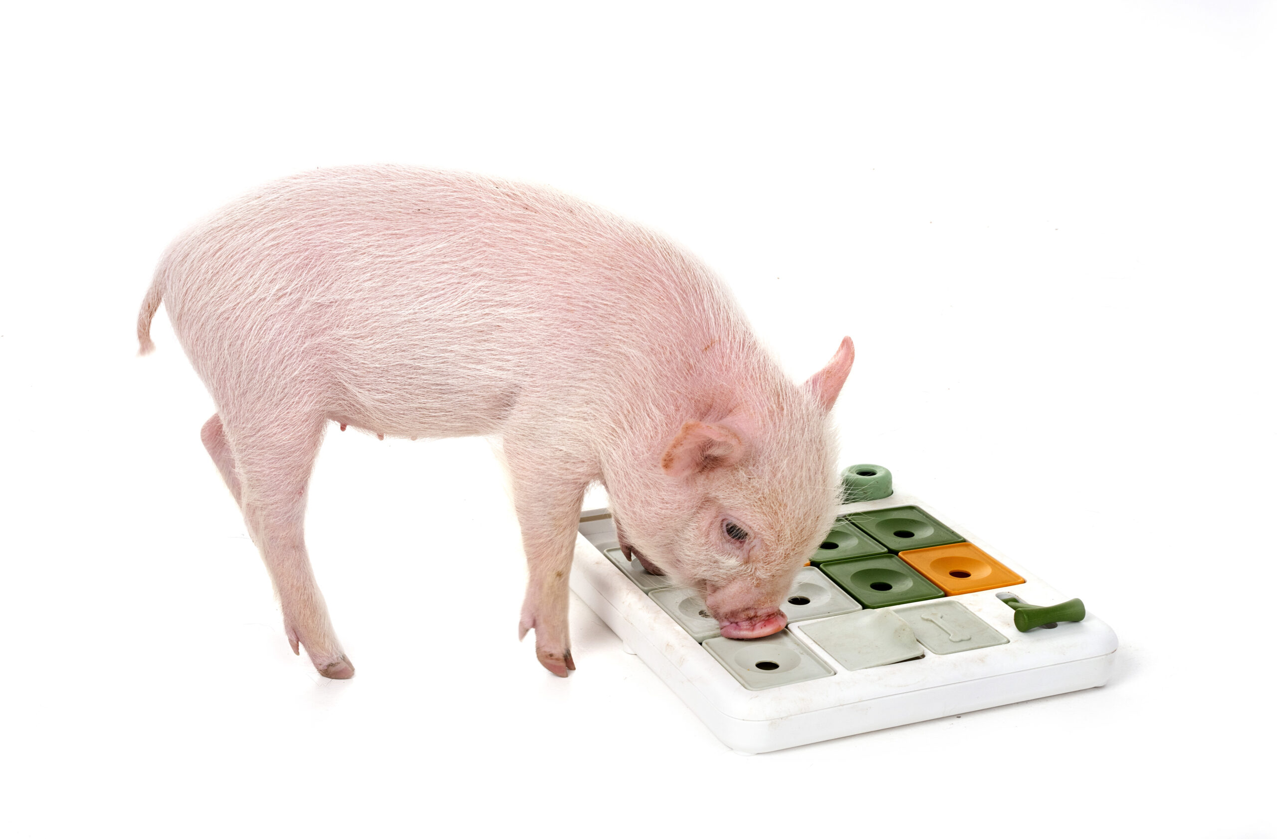 Cuanto pesa un cochinillo