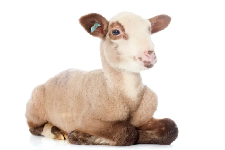 Cómo hacer mollejas de cordero